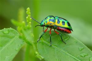 Baixar Flexispy Para Celular